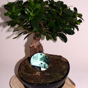 Bonsai PL-2301