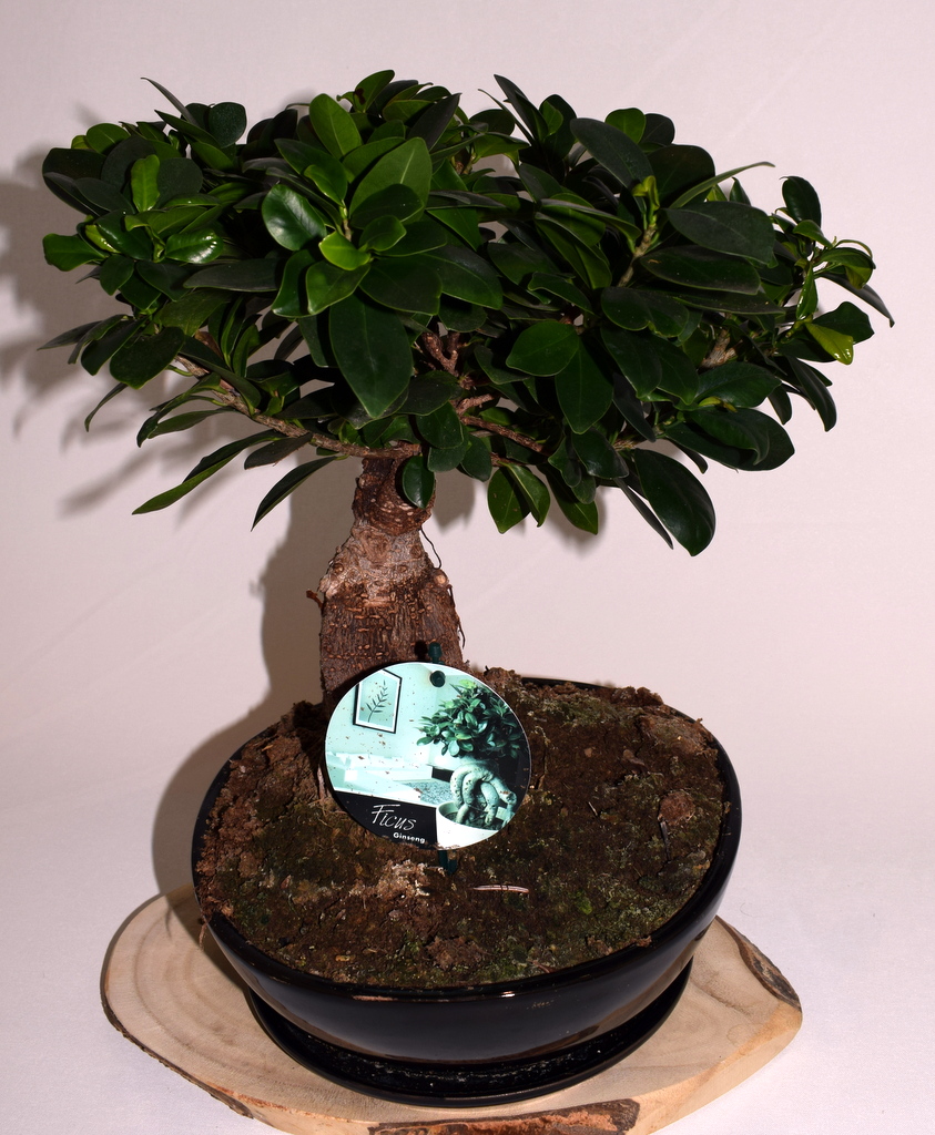 Bonsai PL-2301