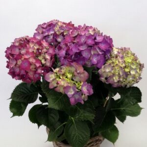 Ορτανσία  – Hydrangea PL-2315